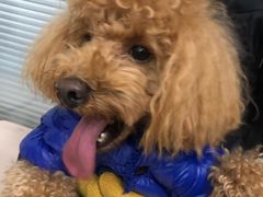 -爱侣宠医·鹦鹉专科·小型哺乳类·异宠专科(灵石路店)