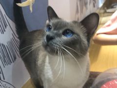 -滚猫咖啡·猫咖·猫友好撸猫(未来城店)