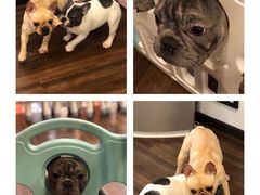 -柯斗斗主题餐厅·狗咖·围炉煮茶·茶饮(国瑞升平里店)