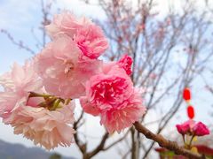 -天适樱花悠乐园
