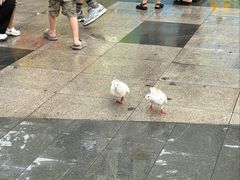 -江燕路万科里