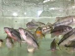富春江杂鱼锅-小乡小镇·传承桐庐土菜·老板亲自烧的菜