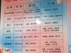 -老袁家蜜桃农场·阳山水蜜桃