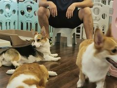 -柯斗斗主题餐厅·狗咖·围炉煮茶·茶饮(国瑞升平里店)