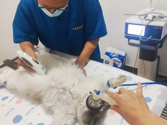 -灵美宠物诊所