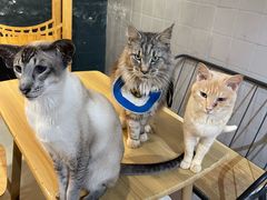 -豆逗聊愈猫阁Easy Life