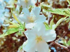 -昆山城市生态森林公园