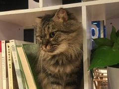 -Cappucimeow猫咪咖啡馆(韦伯时代店)