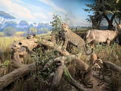 -陕西自然博物馆