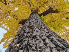 -泰山风景名胜区-普照寺