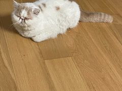 -宠爱国际动物医院·消化内科·心肾内科·ISFM猫友好(望京店)