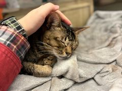 -米乐乖乖猫咪咖啡馆·猫咖(深圳湾后海汇店)