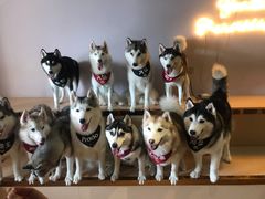 -Husky Go! 哈士奇体验馆·宠物咖啡厅狗咖