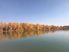 -金塔沙漠胡杨林景区