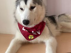 -Husky Go! 哈士奇体验馆·宠物咖啡厅狗咖