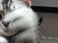 -猫大福·Fortune Cat猫舍(百子湾店)