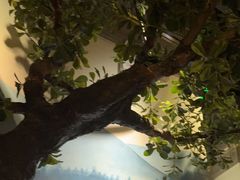-绿茶餐厅(领展购物广场·中关村店)