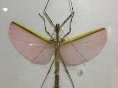 -上海昆虫博物馆