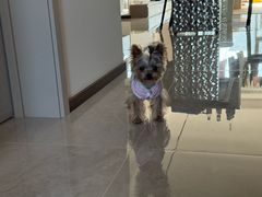 -伟伟宠物医院·CT影像中心·瑞派犬猫综合性门诊(汉口总院)