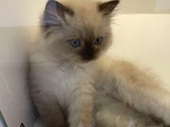 -小猫来了·猫舍(红山六九七九店)