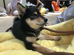 -逗柴咖啡屋·狗咖猫咖宠物桌游