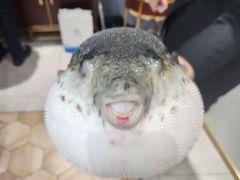 -鲐赏河豚(长寿店)