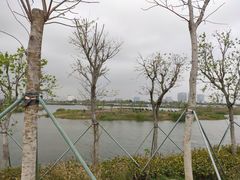 -芒洲湿地公园
