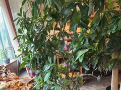 -慢丽江·云南野生菌土鸡锅(付家庄店)