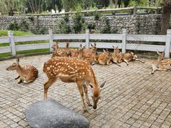 -北京野生动物园