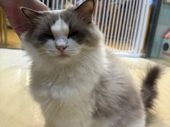 -藏猫猫咖啡主题馆(中央大道店)