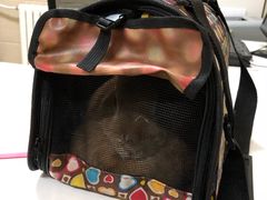 -北京观赏动物医院·24小时大型综合·猫专科·异宠专科