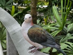 -新加坡飞禽公园