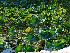 -昆山城市生态森林公园