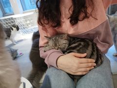 -猫儿山۰猫主题餐厅