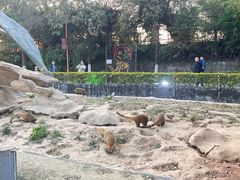 -东莞香市动物园