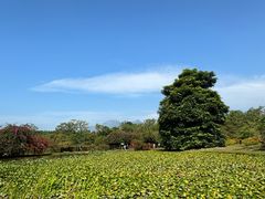 -中国科学院西双版纳热带植物园