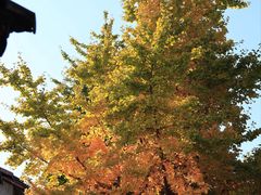 -大理文庙(大理古城)