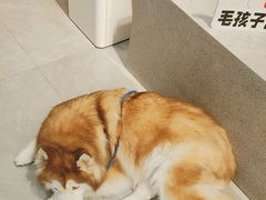 -伟伟宠物医院·CT影像中心·瑞派犬猫综合性门诊(汉口总院)