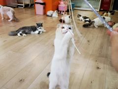 -Bastet sally猫舍购宠(静安店)