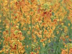 -中国天府农业博览园