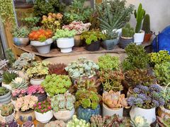 -双季花艺园艺市场(浦东店)