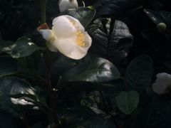-雨花胜境