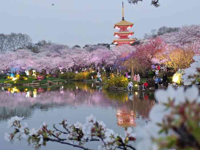 東湖櫻花園-