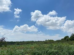 -上海海湾国家森林公园