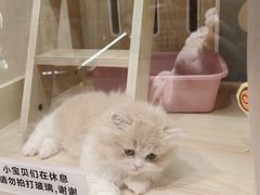 -momokira米努特·德文卷毛猫·棉花面纱犬