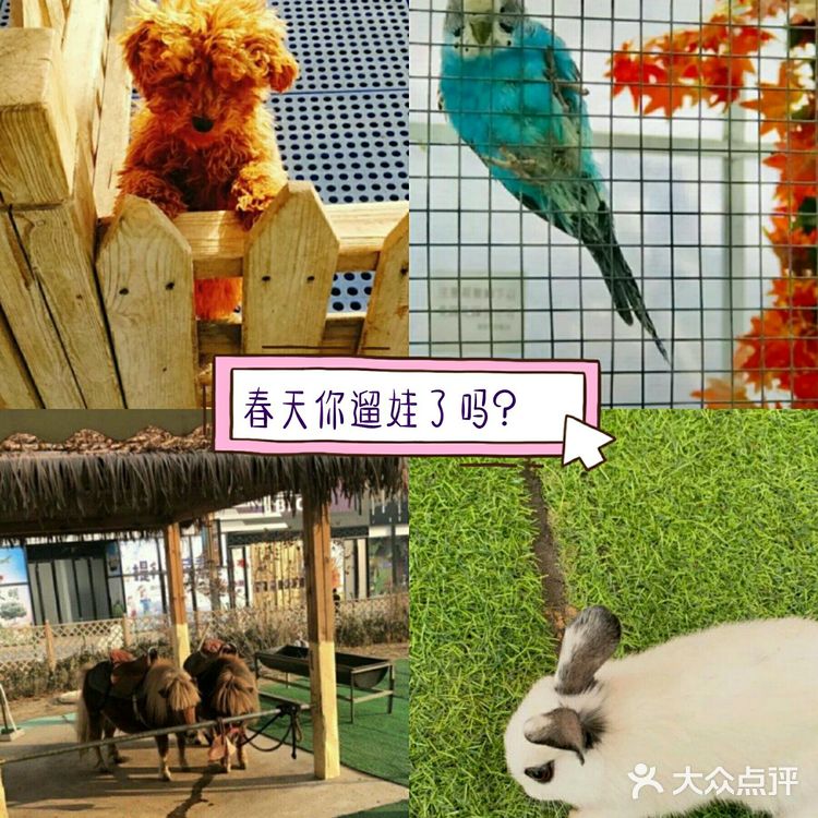 春日遛娃,就去动物乐园!