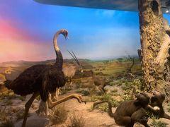 -国家自然博物馆