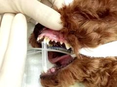 -菲尔斯特宠物医院