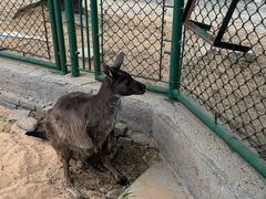 -秦皇岛野生动物园