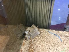 -龟与熊猫宠物公园(南坪店)
